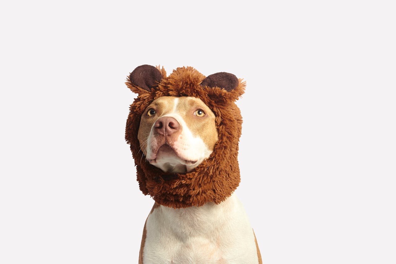 Cute pitbull dog wearing a funny bear headwear, looking upwards against a white studio background.